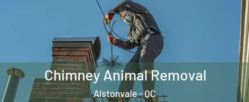 Chimney Animal Removal Alstonvale - QC
