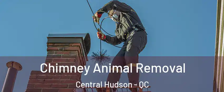  Chimney Animal Removal Central Hudson - QC