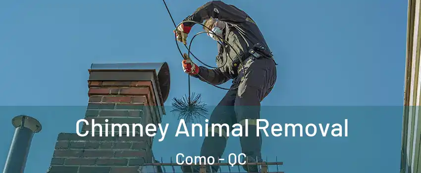  Chimney Animal Removal Como - QC
