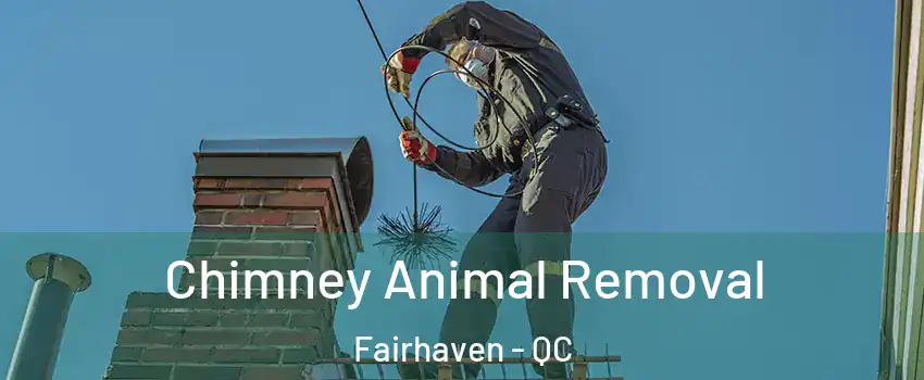  Chimney Animal Removal Fairhaven - QC