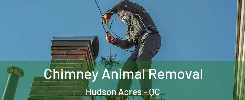  Chimney Animal Removal Hudson Acres - QC