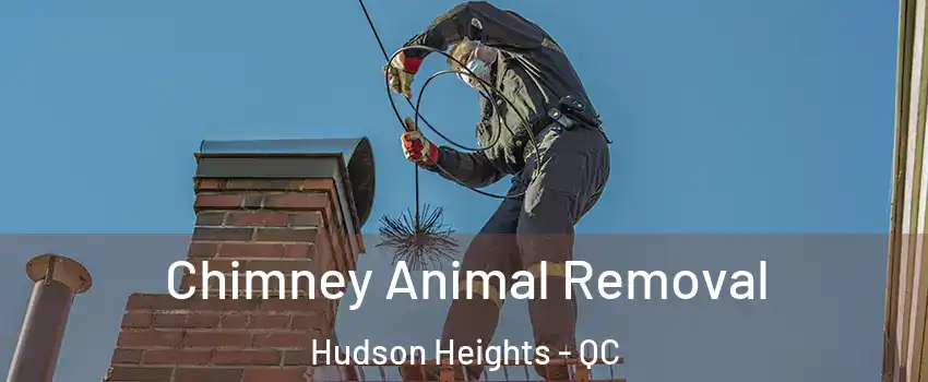  Chimney Animal Removal Hudson Heights - QC