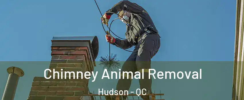  Chimney Animal Removal Hudson - QC