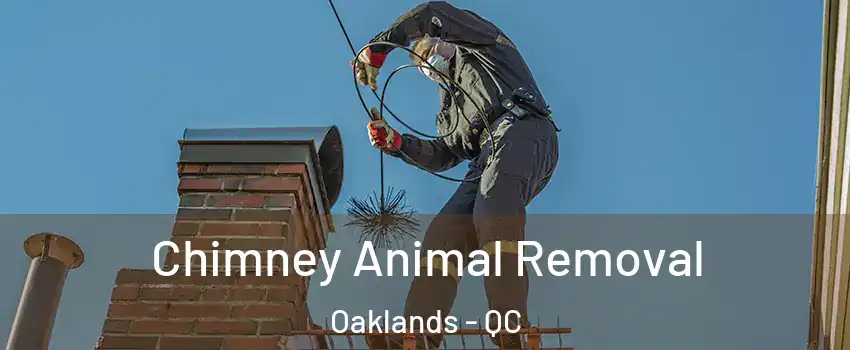  Chimney Animal Removal Oaklands - QC