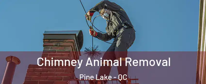  Chimney Animal Removal Pine Lake - QC