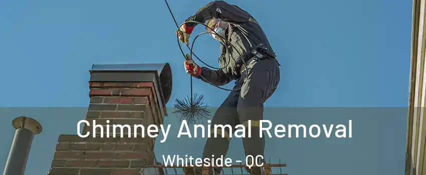  Chimney Animal Removal Whiteside - QC